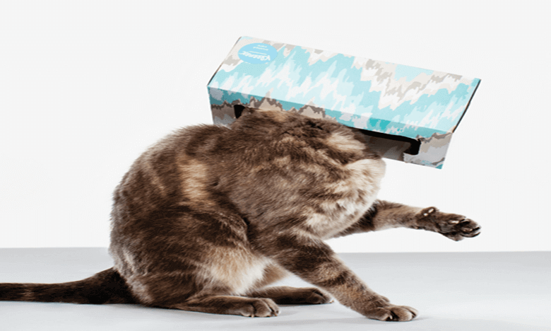 Cultive a curiosidade