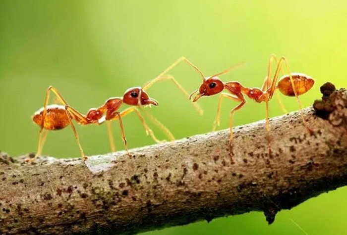 Trabalho, realização e as formigas.
